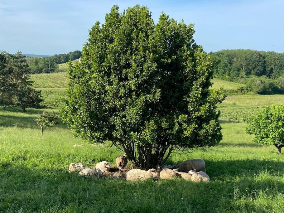 Chai Nous ! Maison Renovee Sur Un Domaine Viticole Proche De Saint Emilion ガルドガン＝エ＝トゥルティラック エクステリア 写真